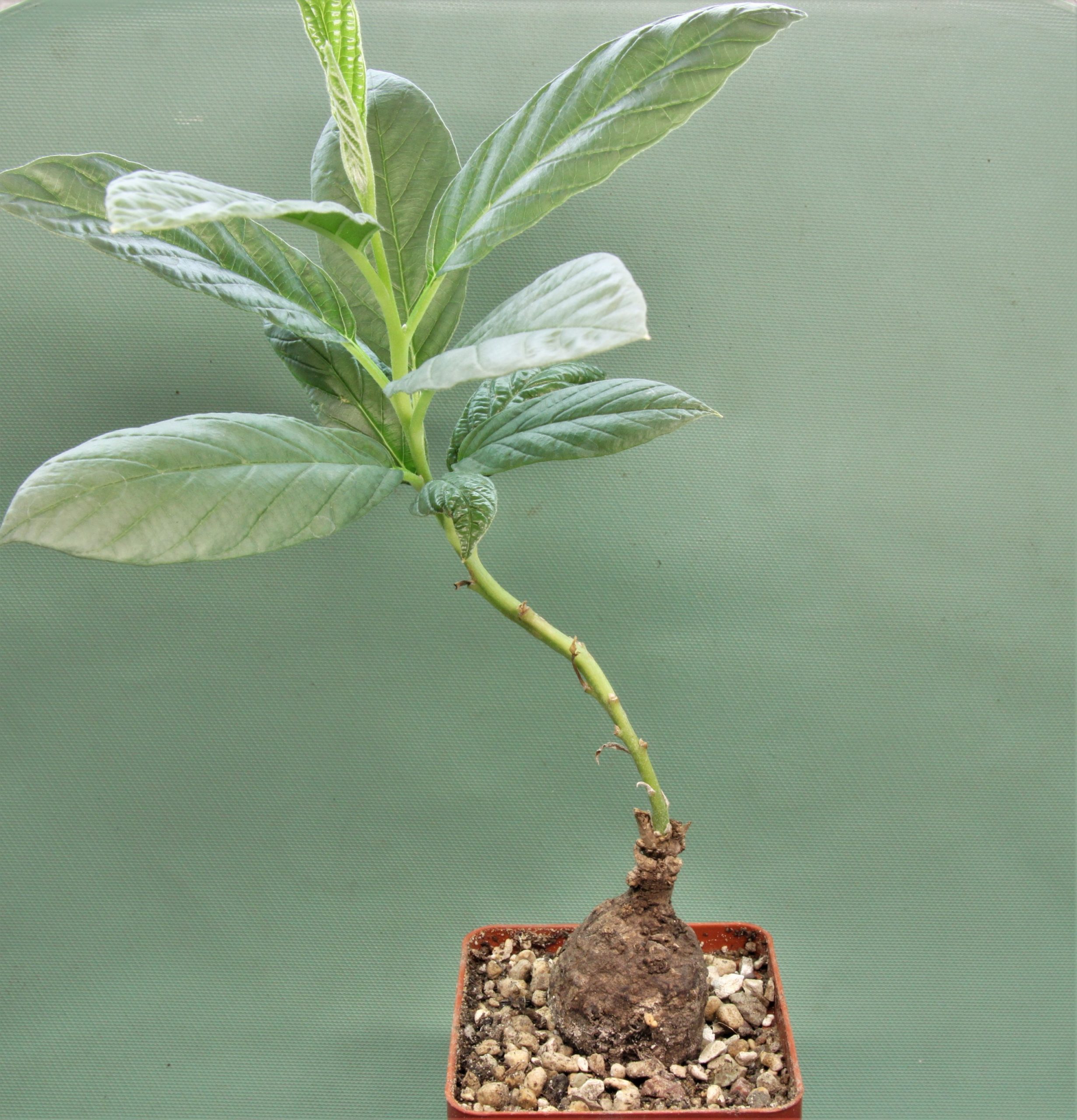 Ipomoea-aff.-longituba-Madibira-Tanzania-2