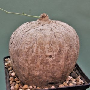 Ipomoea-cairica