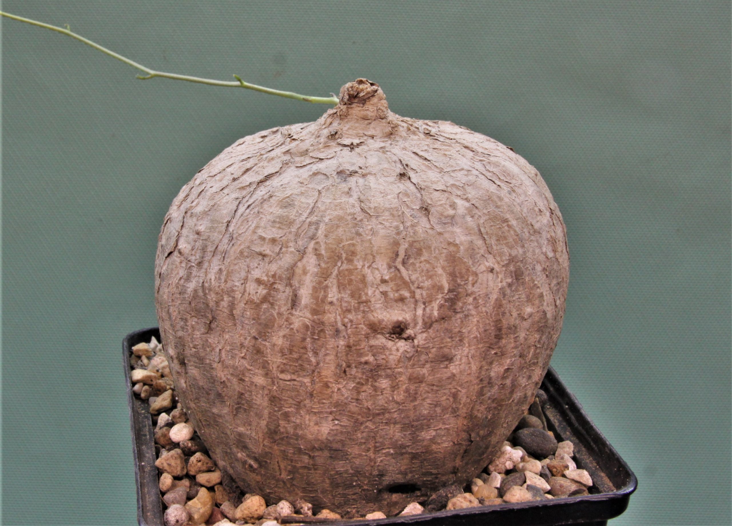 Ipomoea-cairica