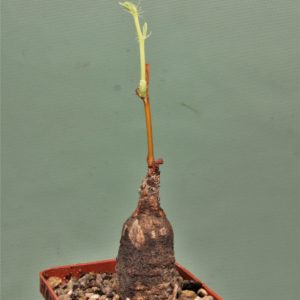 Jatropha-af.prunifolia.-Zambia-2