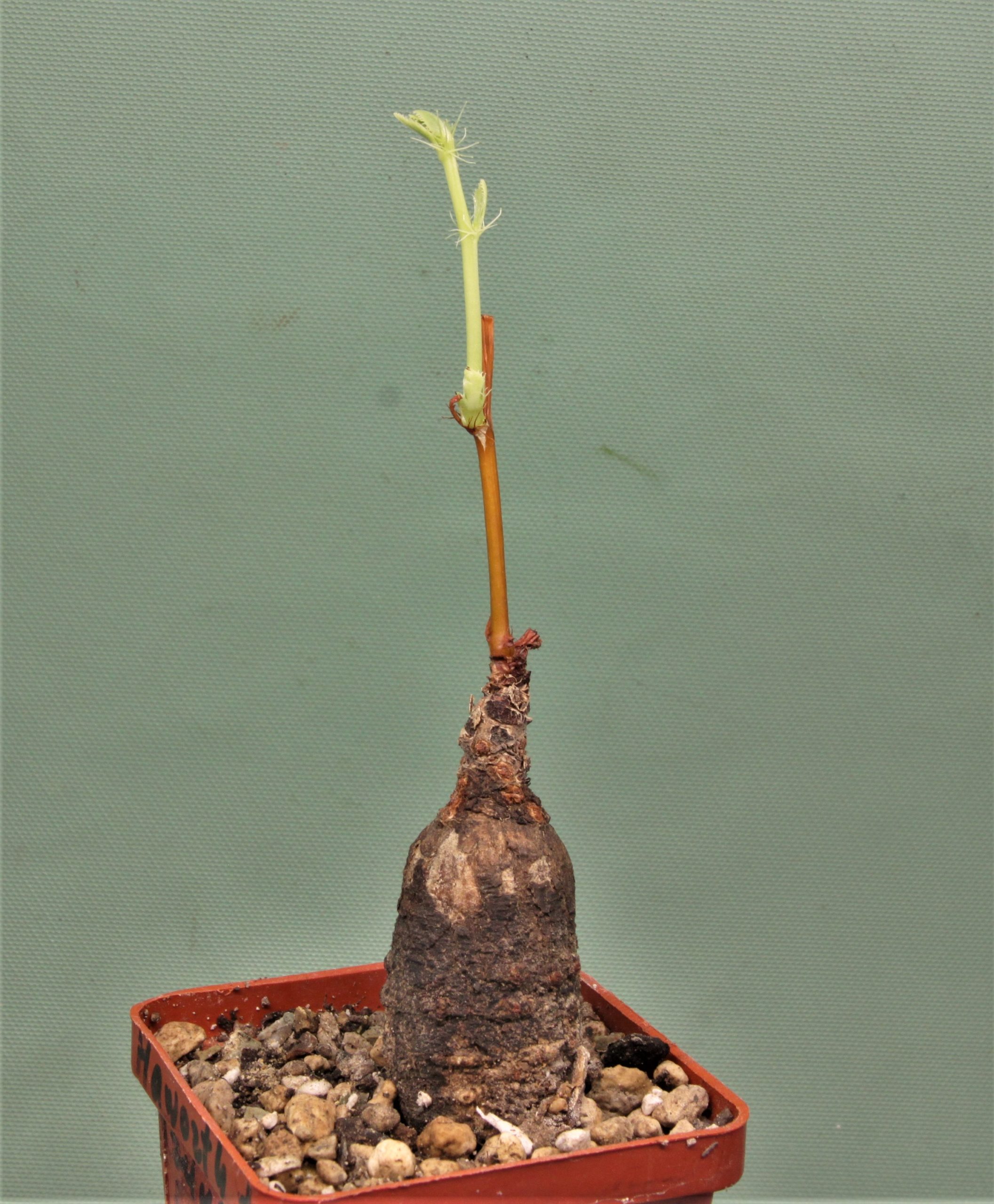 Jatropha-af.prunifolia.-Zambia-2