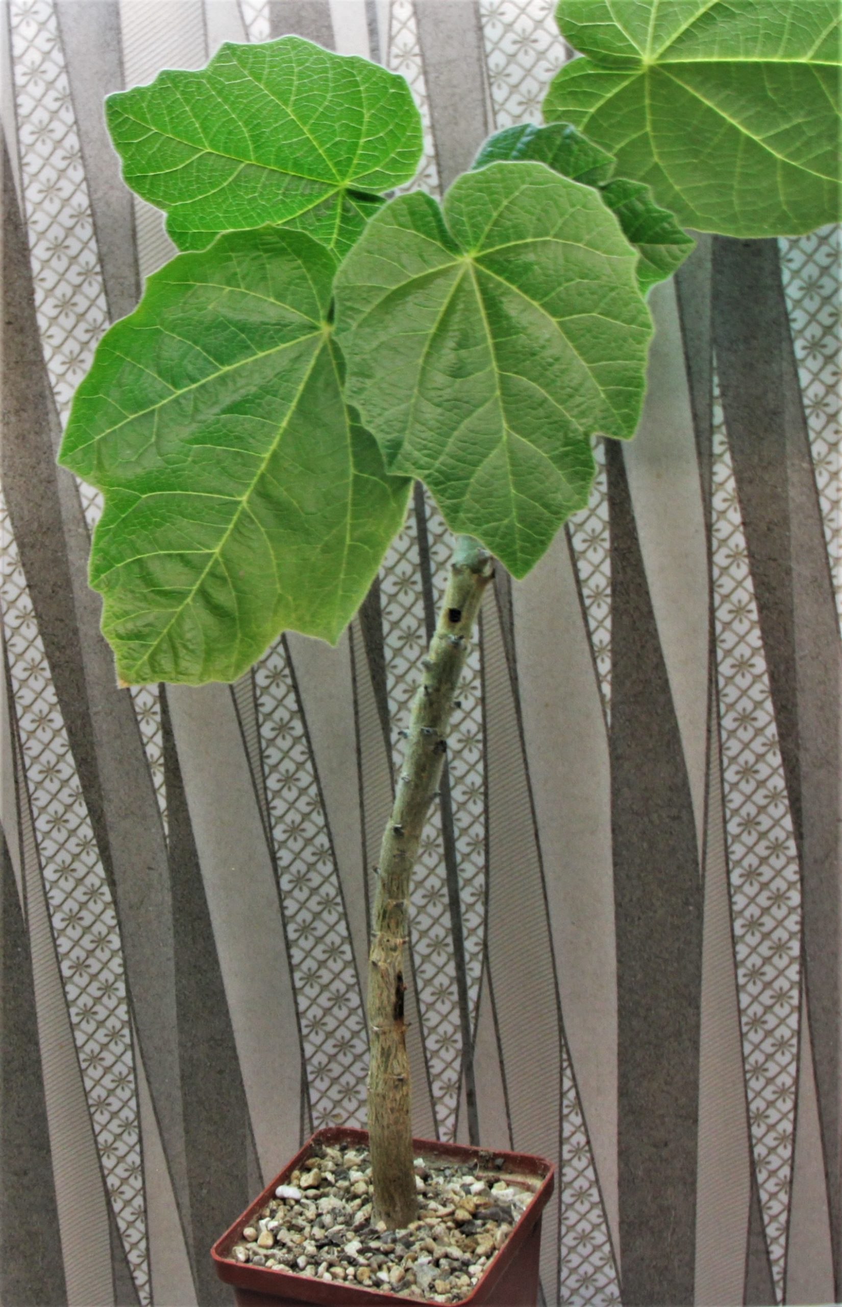 Jatropha-andrieuxii.