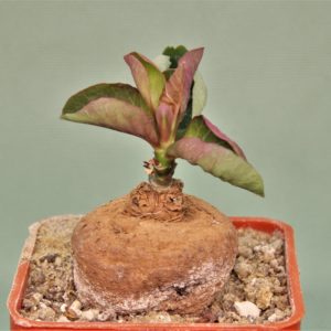 Monadenium-aff.-orobanchoides-Ludewa-Tanzania-1