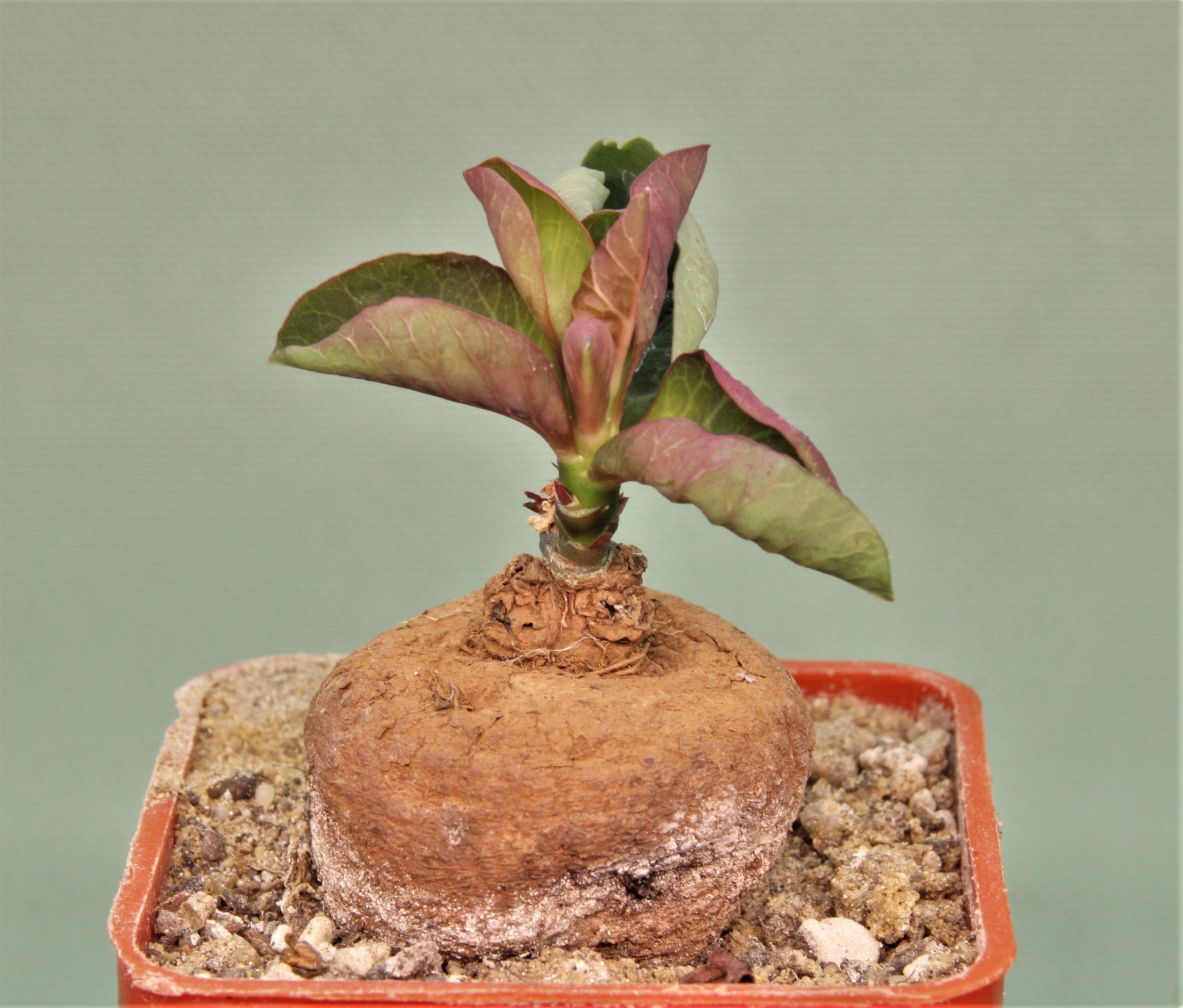 Monadenium-aff.-orobanchoides-Ludewa-Tanzania-1