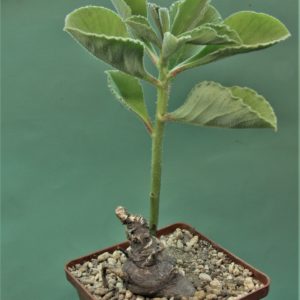Monadenium-echinulatum-ES22636-Dodoma-prov.-Tanzania-1.