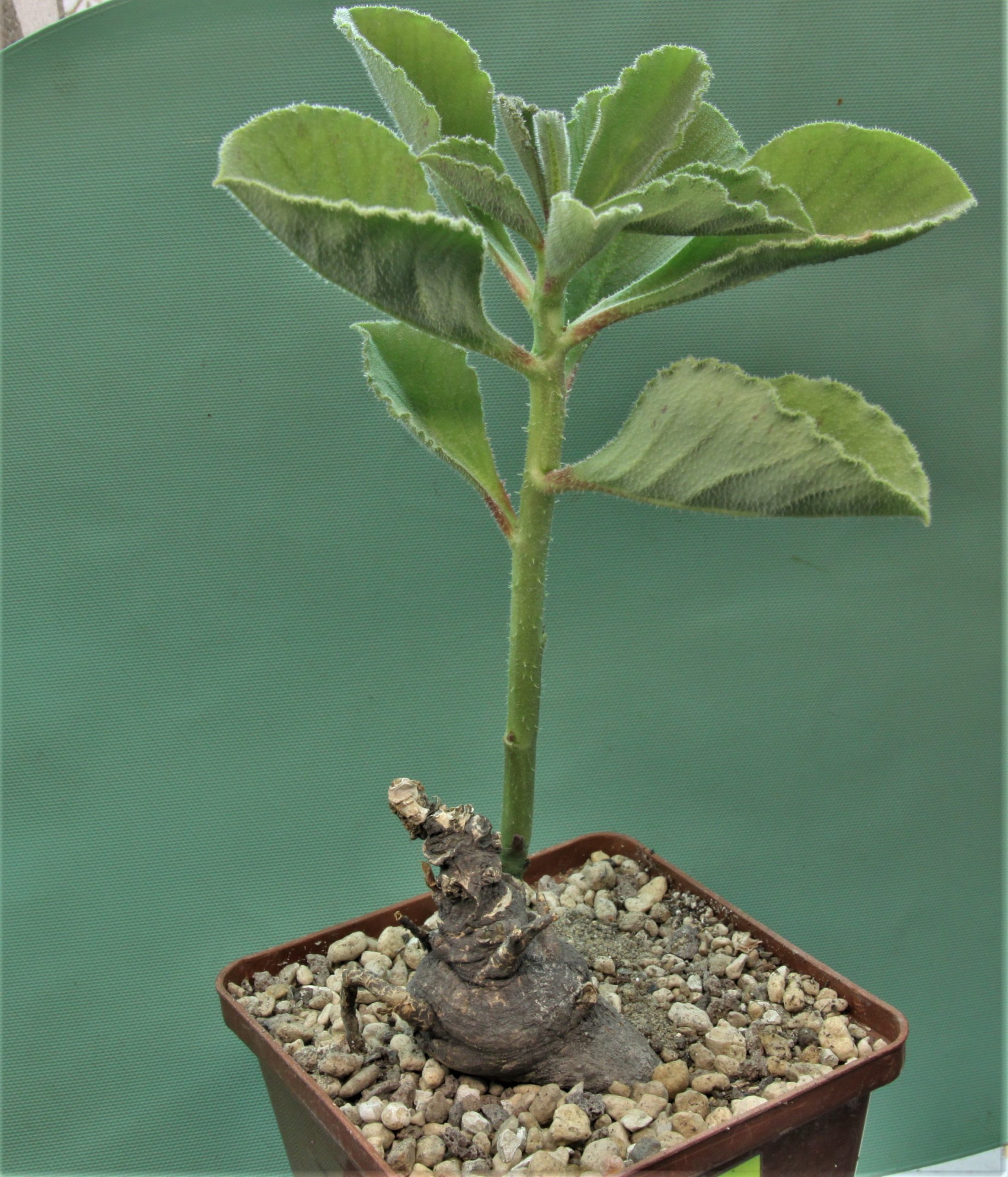 Monadenium-echinulatum-ES22636-Dodoma-prov.-Tanzania-1.