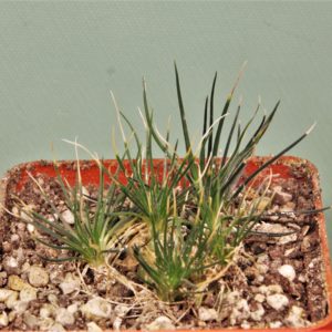 Ornithogalum-sardienii-mini-form-