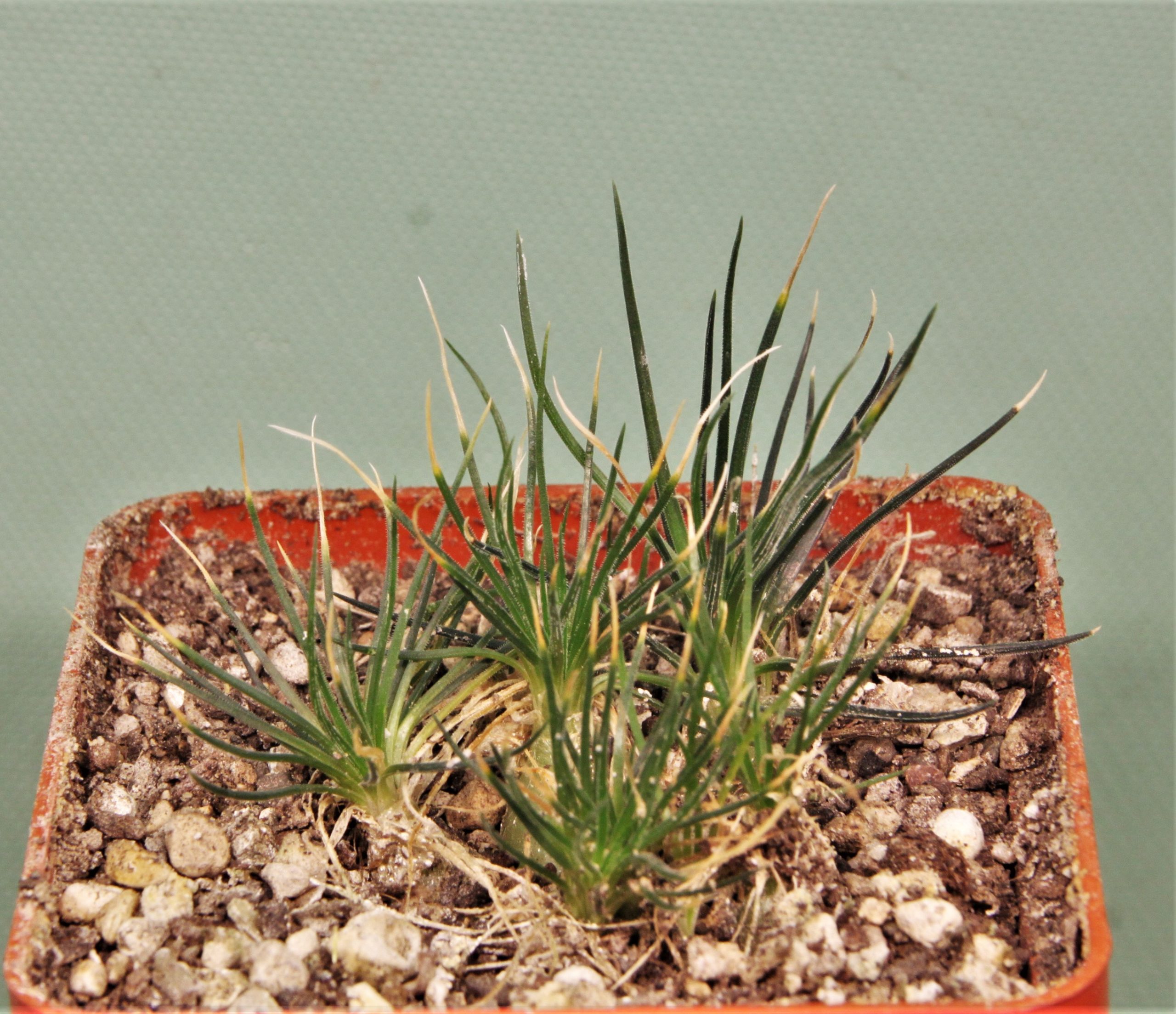 Ornithogalum-sardienii-mini-form-