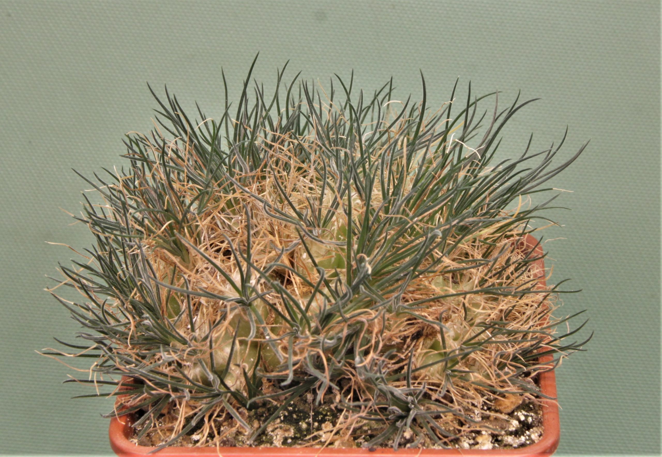 Ornithogalum-sardienii