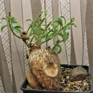 Pachypodium-bispinosum