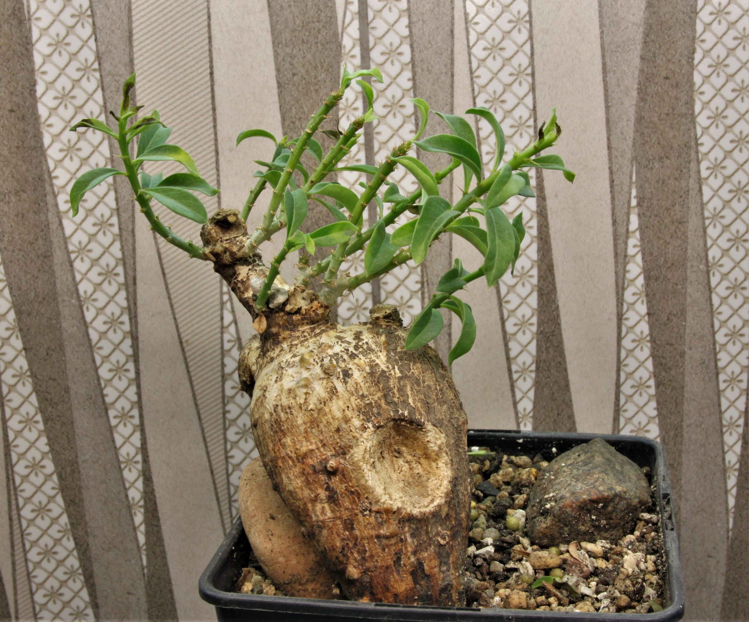 Pachypodium-bispinosum