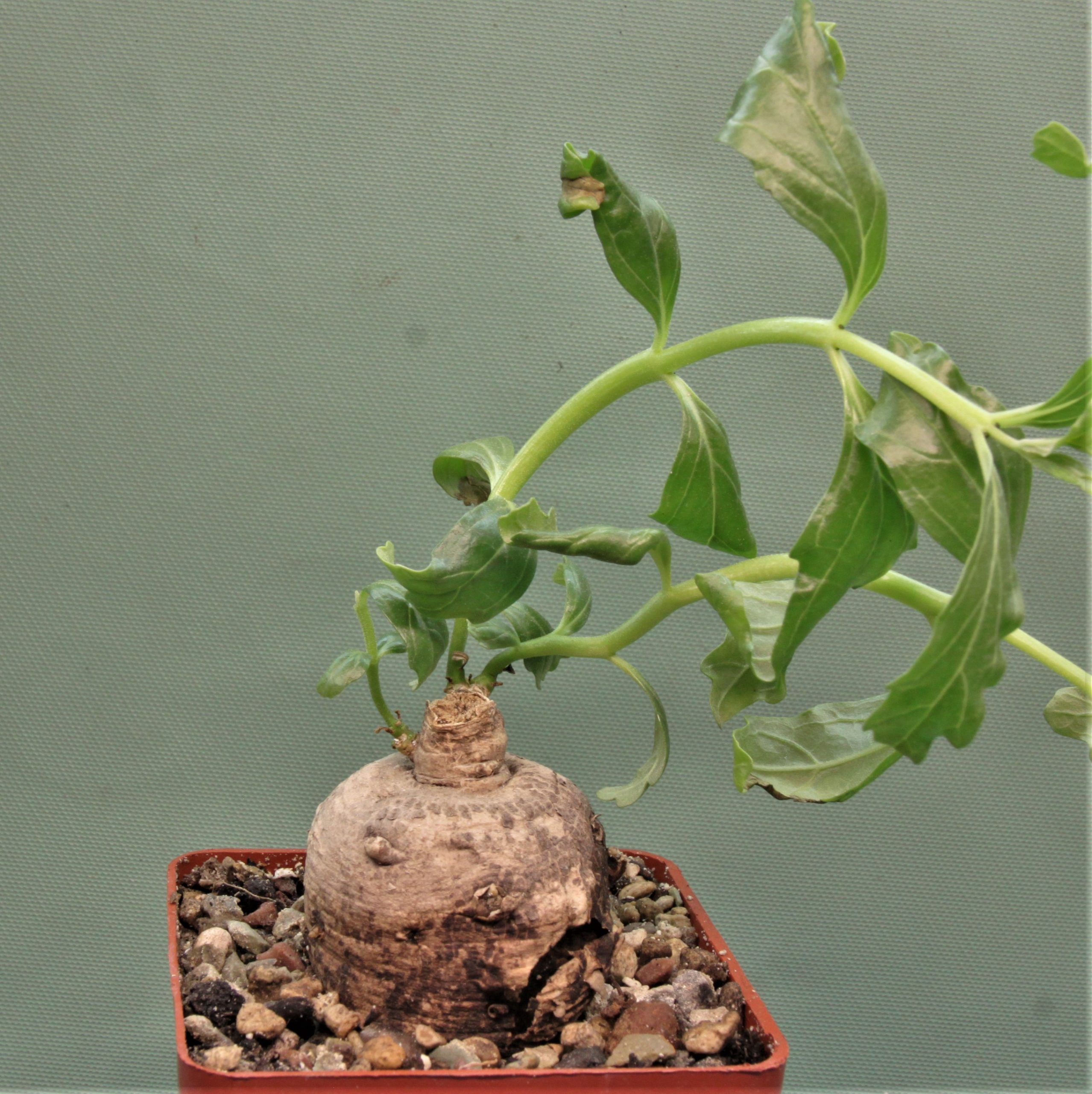 Pterodiscus-angustifolius.-Mbeya-Prov.-Tanzania-1.