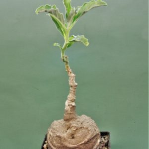 Pterodiscus-speciosus