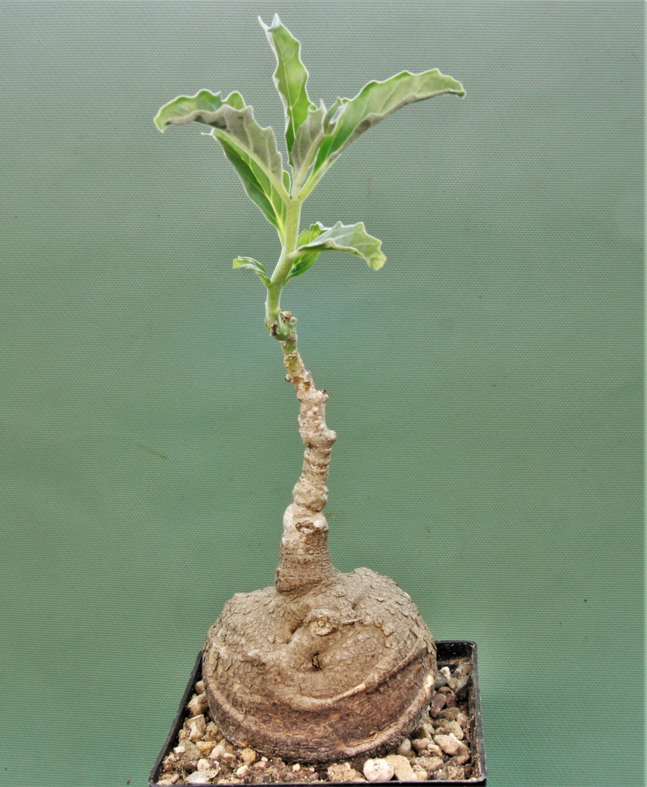 Pterodiscus-speciosus