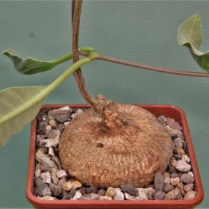 Raphionacme-globosa-saimon-flower-nontwinning-5