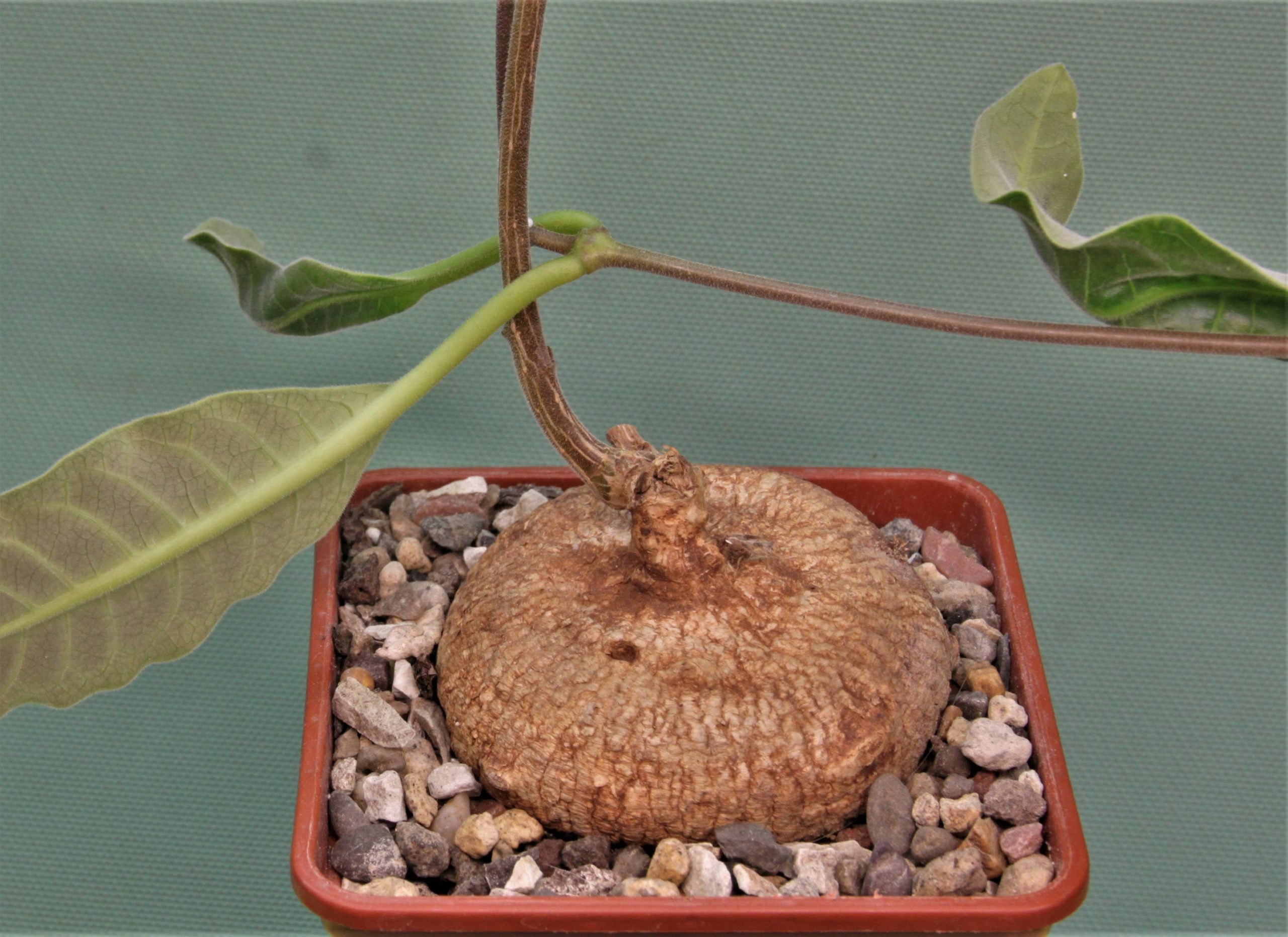 Raphionacme-globosa-saimon-flower-nontwinning-5