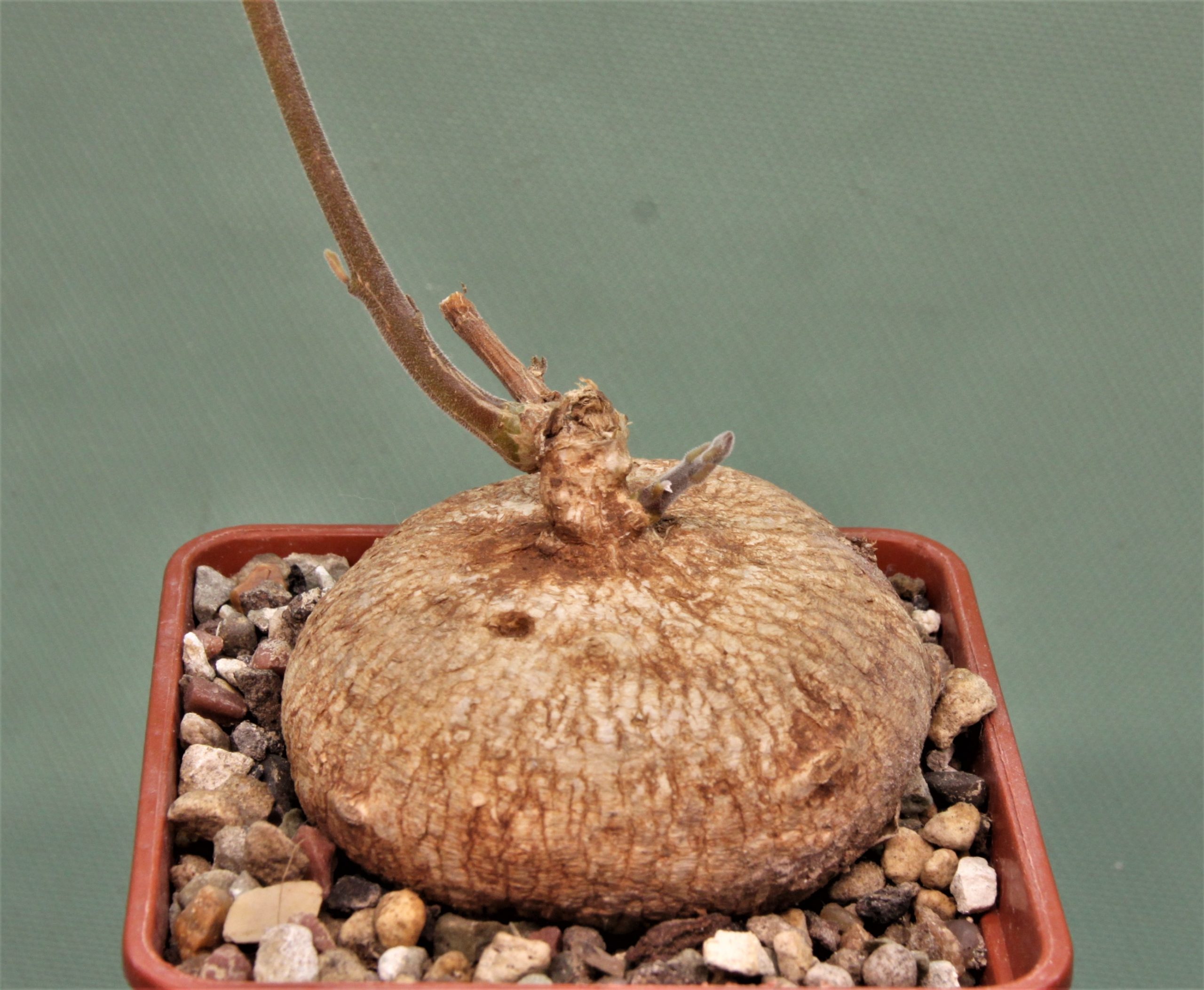 Raphionacme-globosa-saimon-flower-nontwinning-5