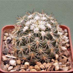 Coryphantha-calipensis-2