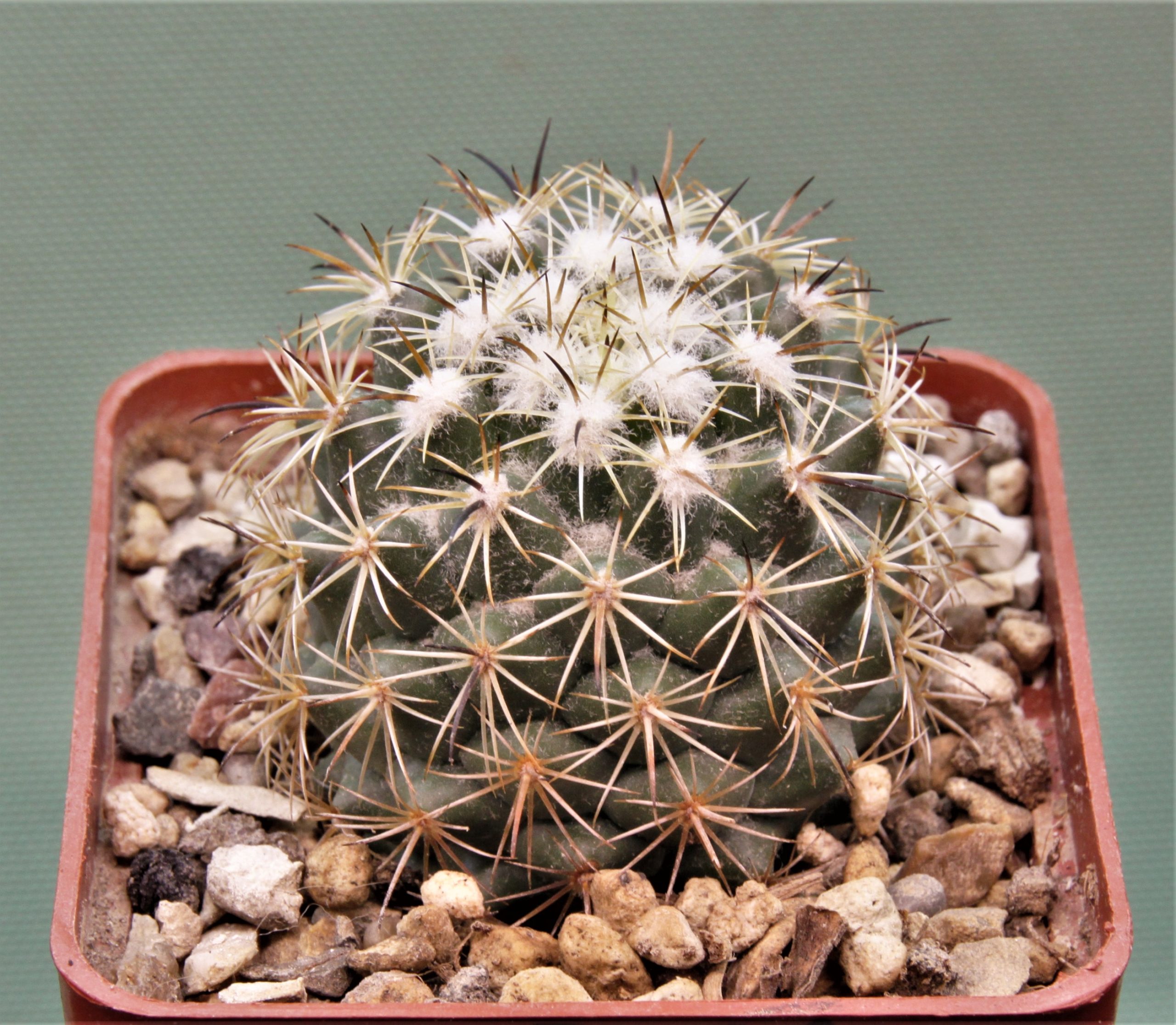 Coryphantha-calipensis-2