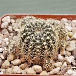 lobivia-arachacantha.