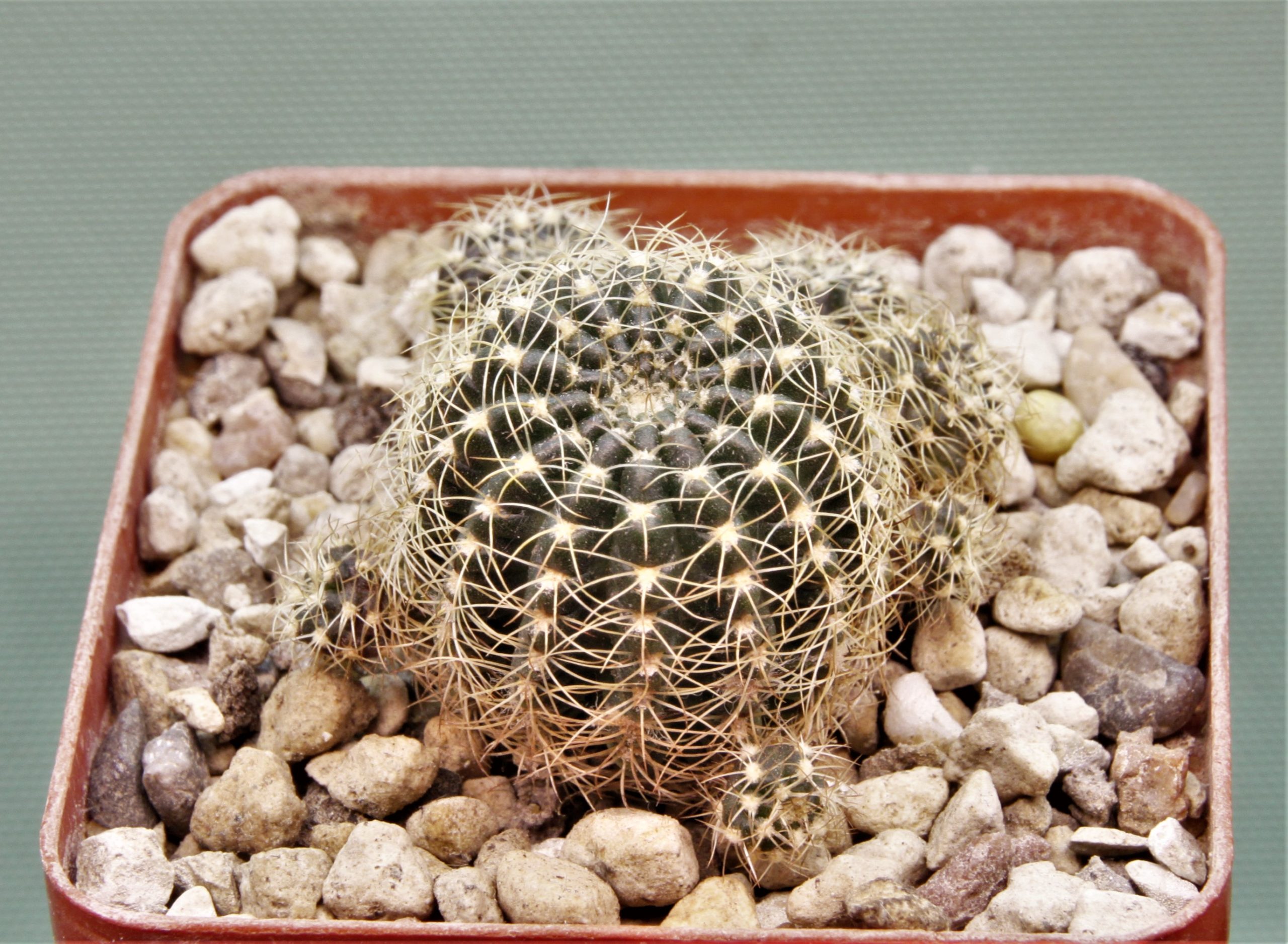 lobivia-arachacantha.