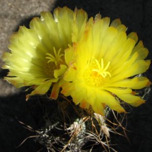 Astrophytum crassispinoides