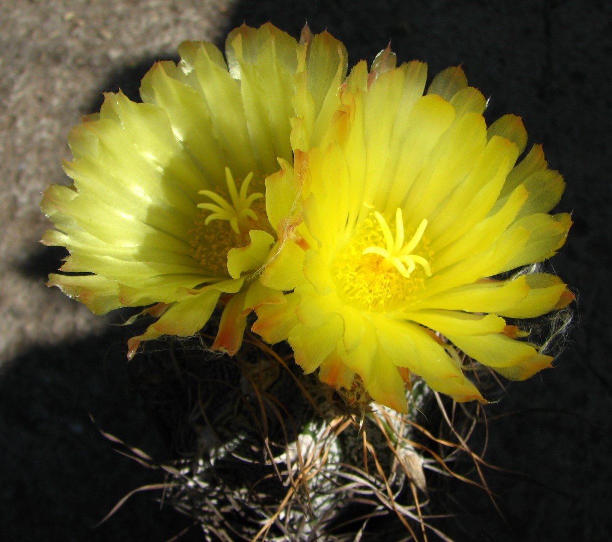 Astrophytum crassispinoides