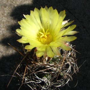 Astrophytum crassispinoides
