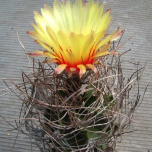 Astrophytum senile