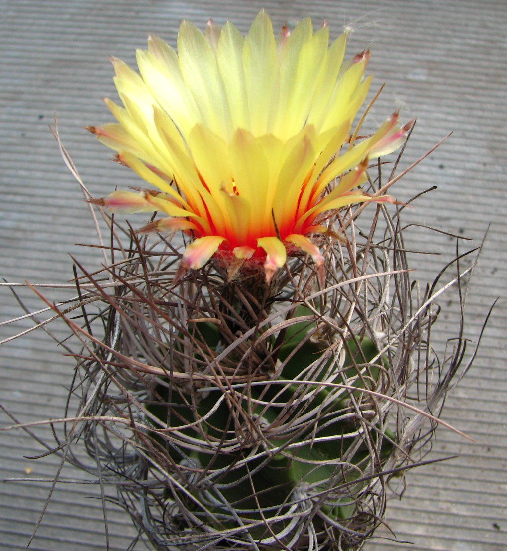 Astrophytum senile