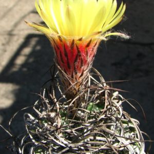 Astrophytum capricorne v. major