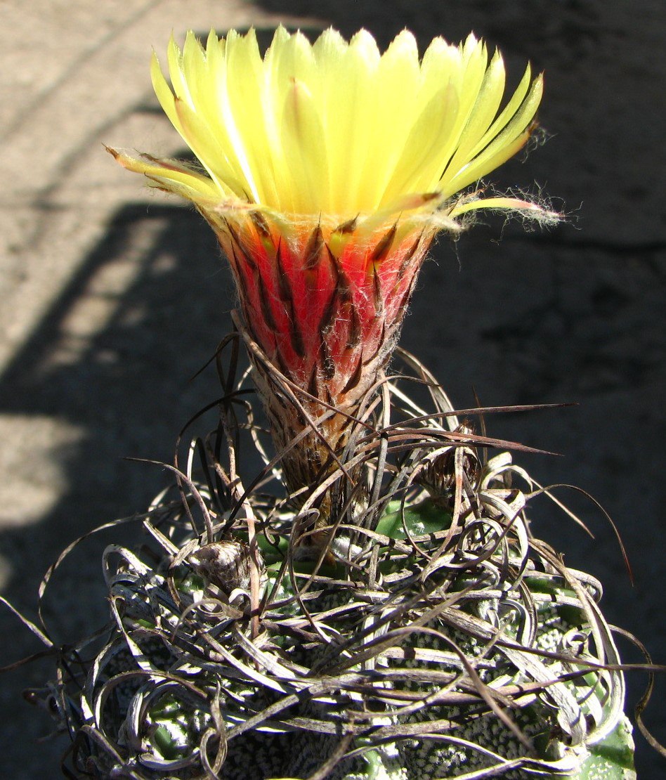 Astrophytum capricorne v. major