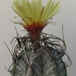 Astrophytum capricorne v. major