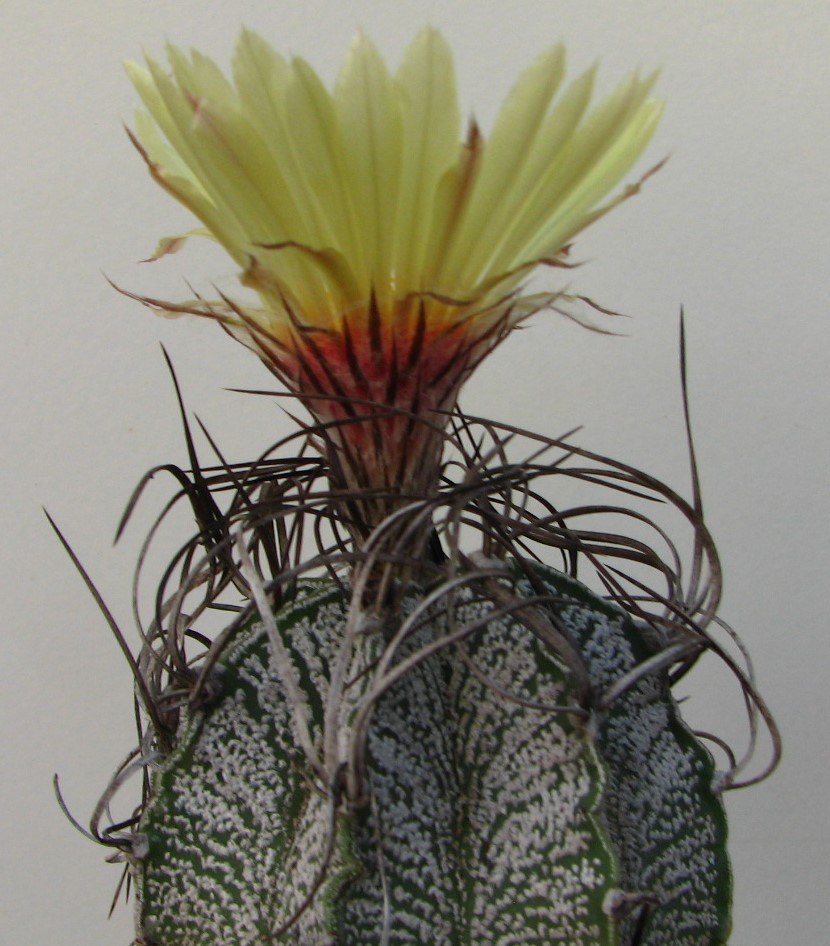 Astrophytum capricorne v. major