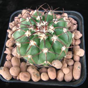 Discocactus chrystallophilus