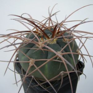 Gymnocalycium armatum Piltz