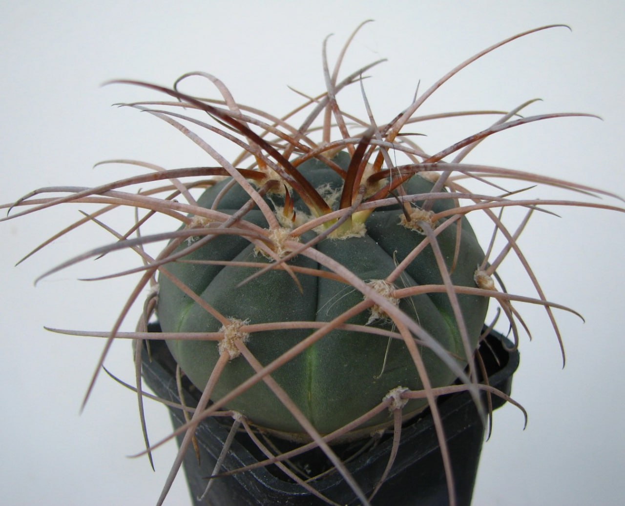 Gymnocalycium armatum Piltz