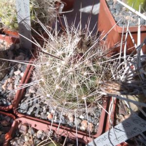 Thelocactus lausseri -cube-8cm-