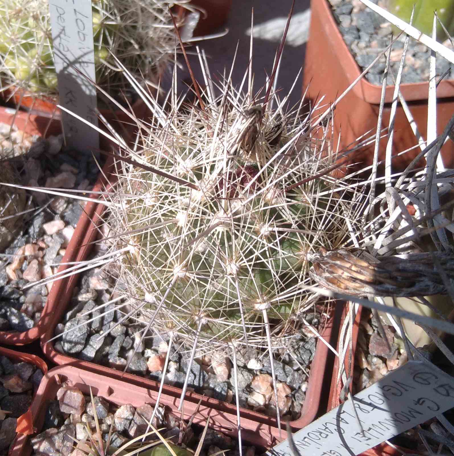 Thelocactus lausseri -cube-8cm-
