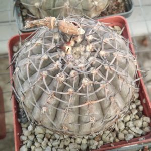 Gymnocalycium bodenbenderianum -silver form-cube-8cm- 20years-