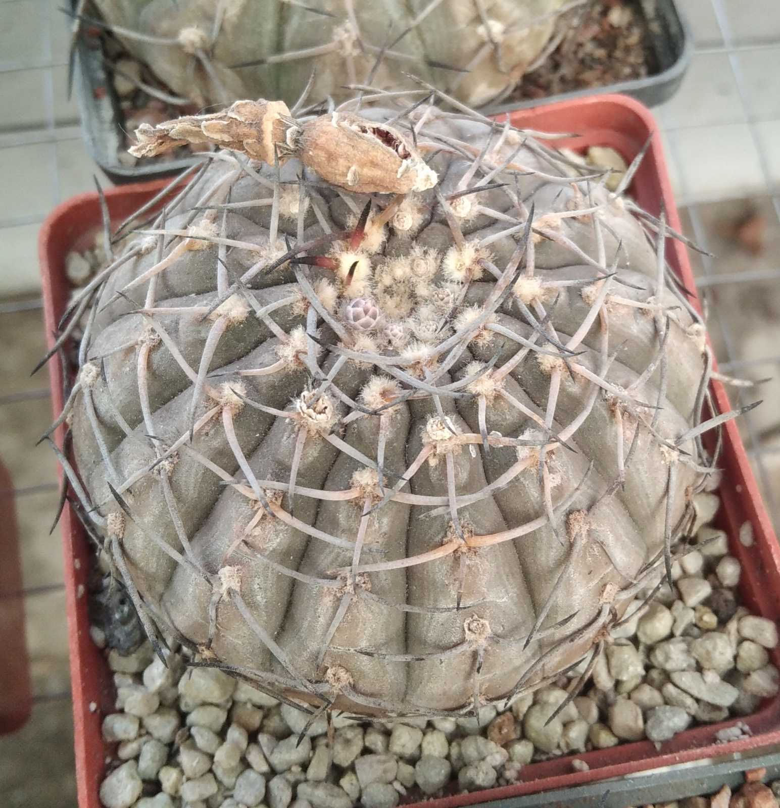 Gymnocalycium bodenbenderianum -silver form-cube-8cm- 20years-