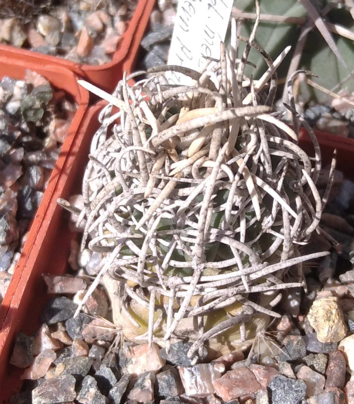 Navajoa peblesiana v. menzelii -Arizona-
