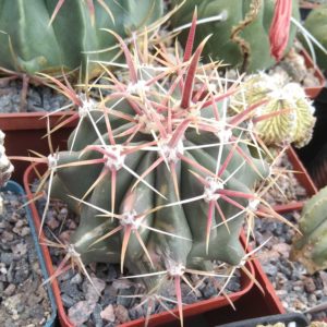 Ferocactus horridus f. variegata -cube-7cm-