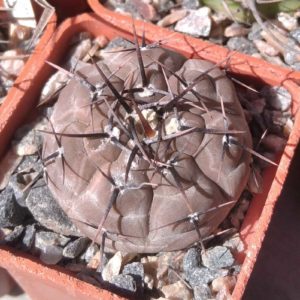Gymn. nataliae -cube-5cm-