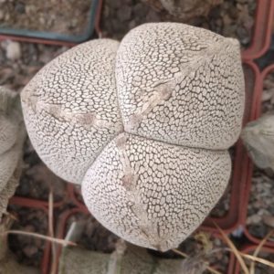Astrophytum  cv."Onzuka"- cube-6cm- 3 ribs-