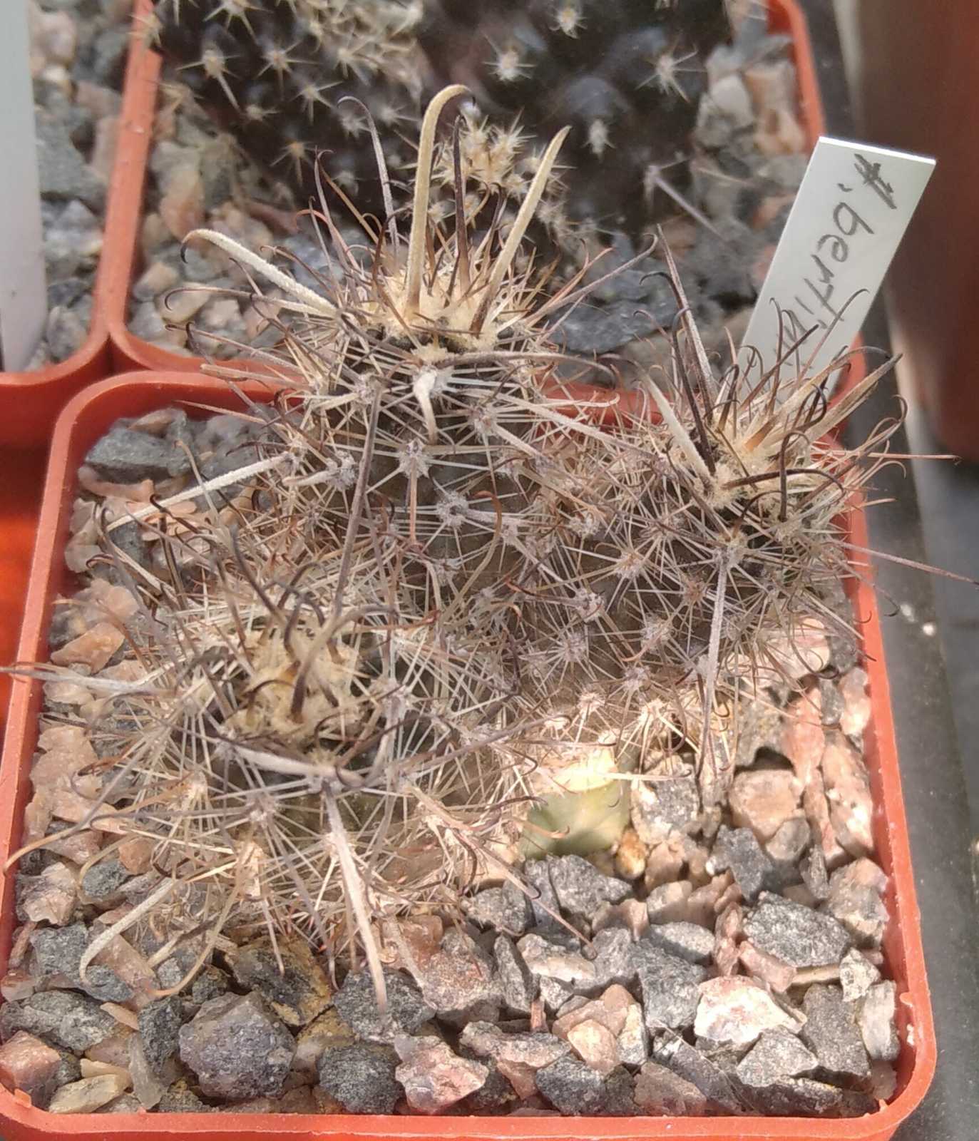 Austrocactus bertinii JN401 -cube-6cm- щеплений-