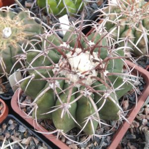 Discocactus mammullosus HU191 -cube-9cm-