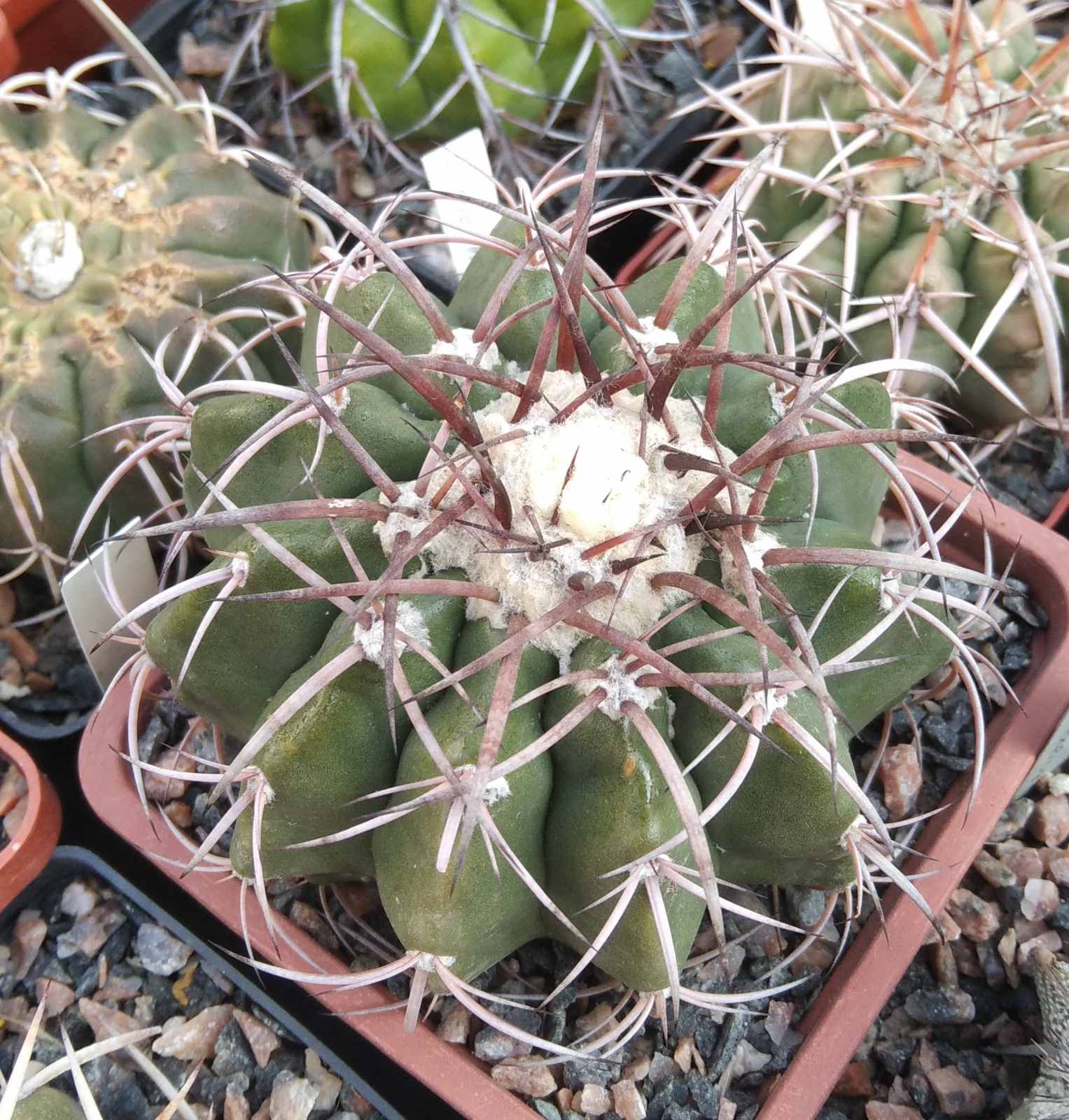 Discocactus mammullosus HU191 -cube-9cm-
