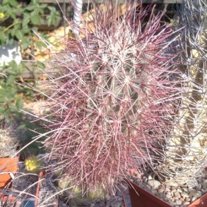 Sclerocactus polyancistrus VZD660 -cube-9cm- щепа на потужний Тrichocereus-