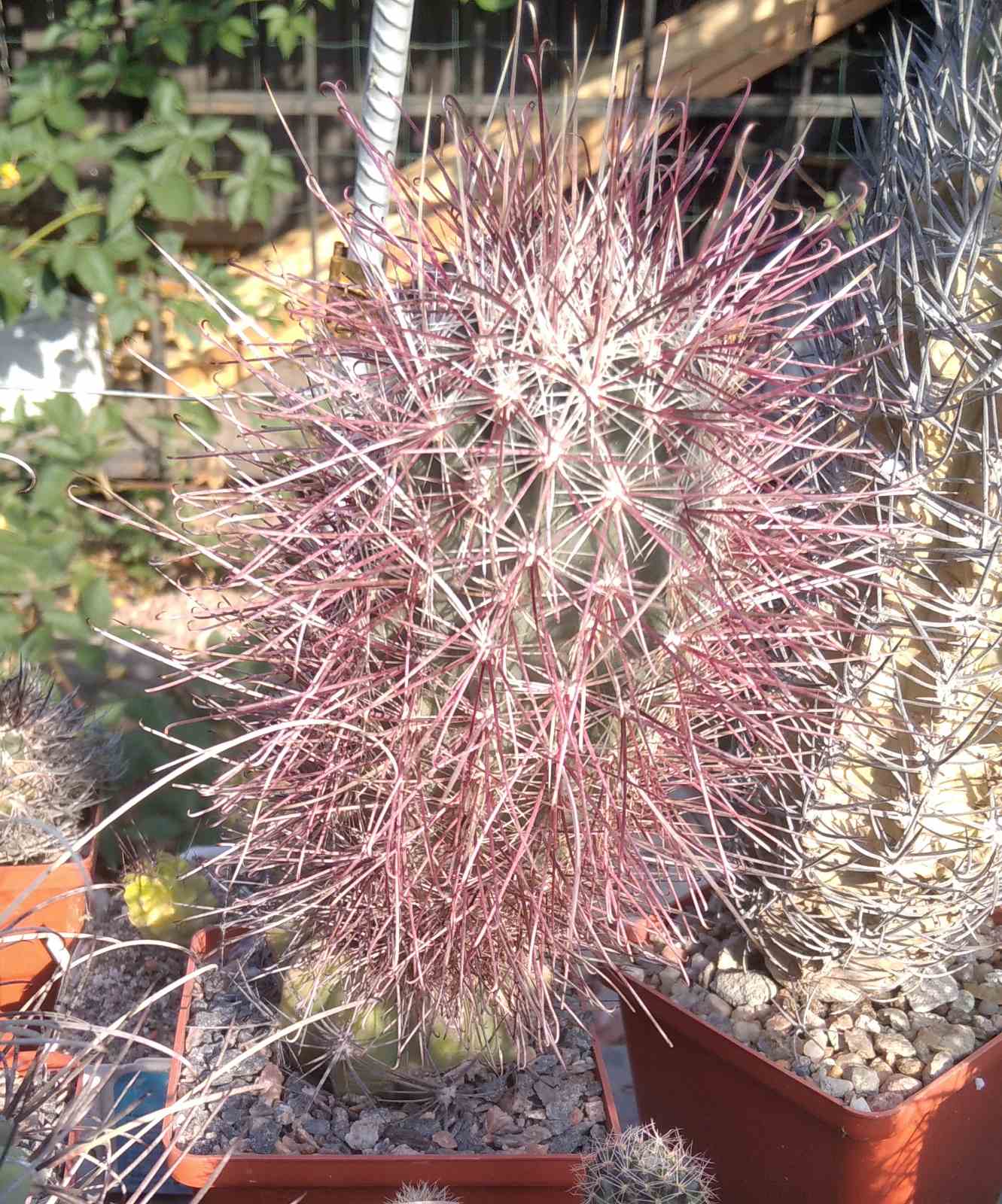 Sclerocactus polyancistrus VZD660 -cube-9cm- щепа на потужний Тrichocereus-